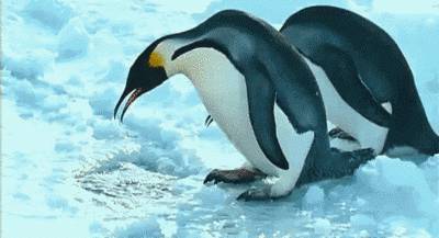 2-pingouins-1-trou