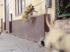 gifs-vrac-92-12