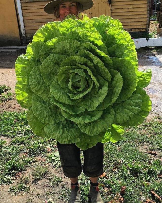 salade-geante