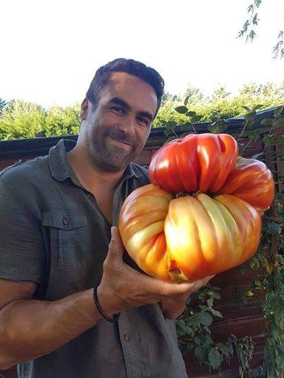 tomate-geante