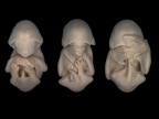 foetus-chauve-souris