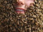 visage-rempli-abeilles