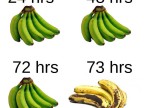 duree-vie-des-bananes