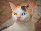 chat-avec-les-yeux-couleurs-differentes
