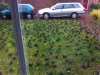 invasion-pigeons