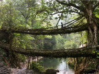 pont-naturel-arbre-inde
