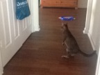 mon-chat-est-devenu-kangourou