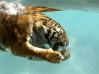tigre-sous-leau