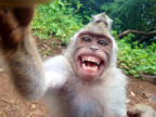 singe-vole-appareil-photo-fait-selfie-avec