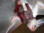 une-chauve-souris-son-petit