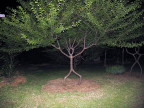 arbre-humain
