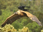corbeau-qui-utilise-taxi-vautour