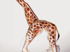 femme-girafe