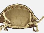 squelette-tortue