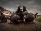 les-pigeons-rappeurs