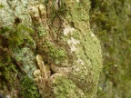 camouflage-parfait-grenouille