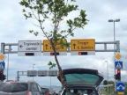 transport-arbre-vehicule-leger