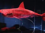 vaisseaux-sanguins-requin