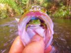 grenouille-gueule-poisson