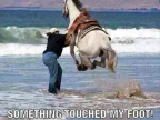 truc-touche-pied-cheval-mer