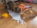 chats-bebe-boivent-lait