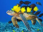 tortue-taxi