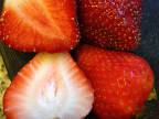 difference-fraise-jardin-supermarche