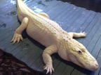 alligator-albino