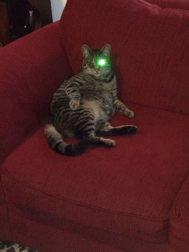 chat-borgne-flash-terminator