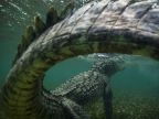 jolie-photo-crocodile-sous-eau
