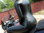 costume-anaconda-pour-motarde-sexy