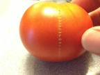tomate-recousue-seule