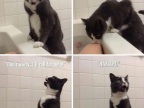 chat-fille-baignoire