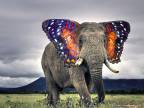 elephant-oreilles-papillon