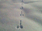 couille-pattes-neige