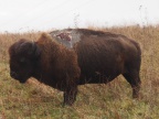 bison-foudre