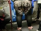 jespere-tigre-rugit-pas