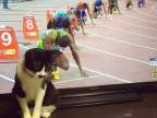chat-pare-depart