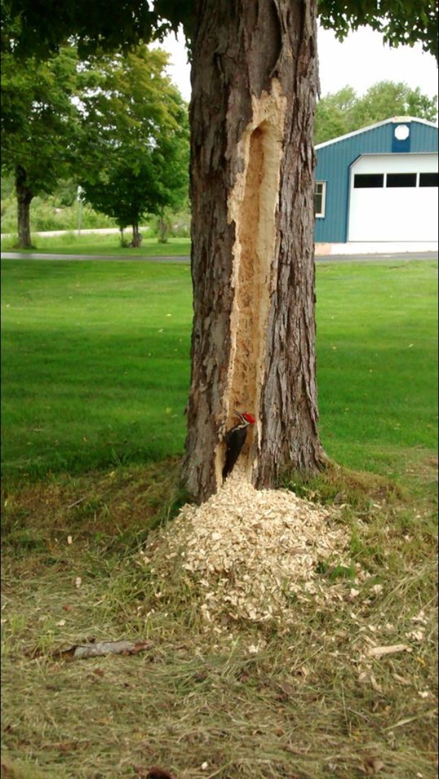 pic-vert-enerve-contre-arbre