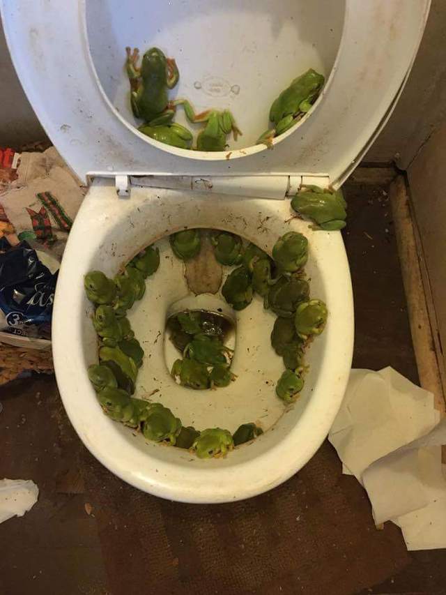 toilettes-grenouilles-inondation