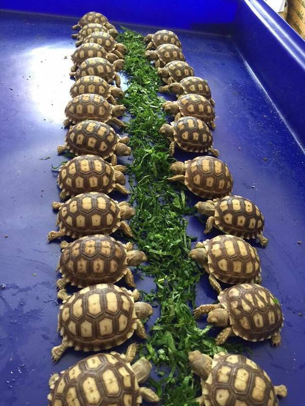 tortues-qui-mangent