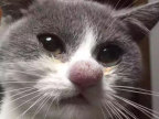 chat-pique-nez-abeille