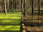 arbre-tombe-bloque-lentilles-eau