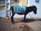 ane-taxi-bled
