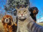 chat-selfie-chiens
