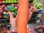 carotte-geante