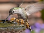 colibri-boit-eau-abeilles