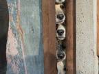 5-chiens-ouverture-porte