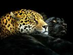 leopard-panthere