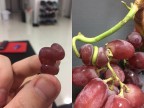 raisin-tordu